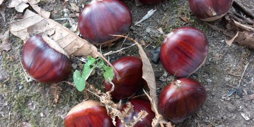 La Castagna Vitulanese: Un Tesoro Autunnale da Scoprire